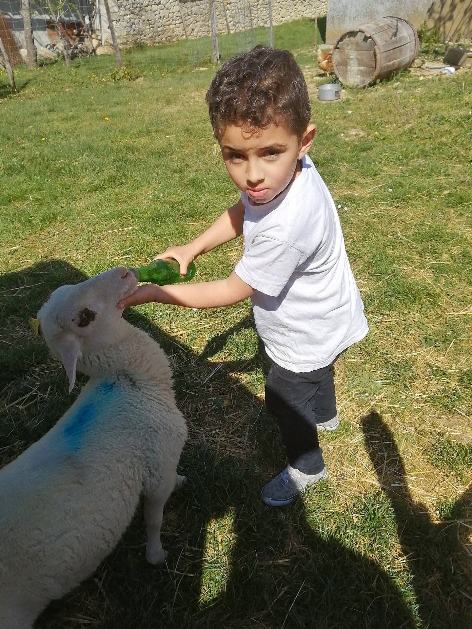 Manuelaymen participe au concours pour gagner de l'argent avec cette photo : adaptation, dog_breed, fun, garden, grass, grass_family, landscape, lawn, livestock, people_in_nature, person, plant, sheep, sitting, soil, sporting_group, t_shirt, tail, terrestrial_animal, toddler