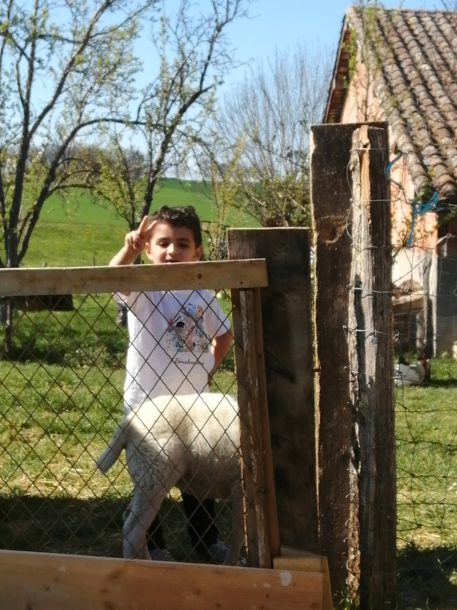Manuelaymen participe au concours pour gagner de l'argent avec cette photo : companion_dog, dog_breed, fawn, fence, fur, grass, happy, home_fencing, house, landscape, leisure, livestock, pasture, person, plant, recreation, sky, smile, spring, tree