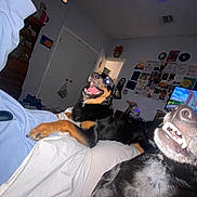 Lady Louise joined the competition — help win amazing prizes! dog, black_dog, brown_dog, bedroom, bed, blanket, hand, human, door, wall, drawer, television, poster, light, ceiling, toy, playful, happy, indoor, pet