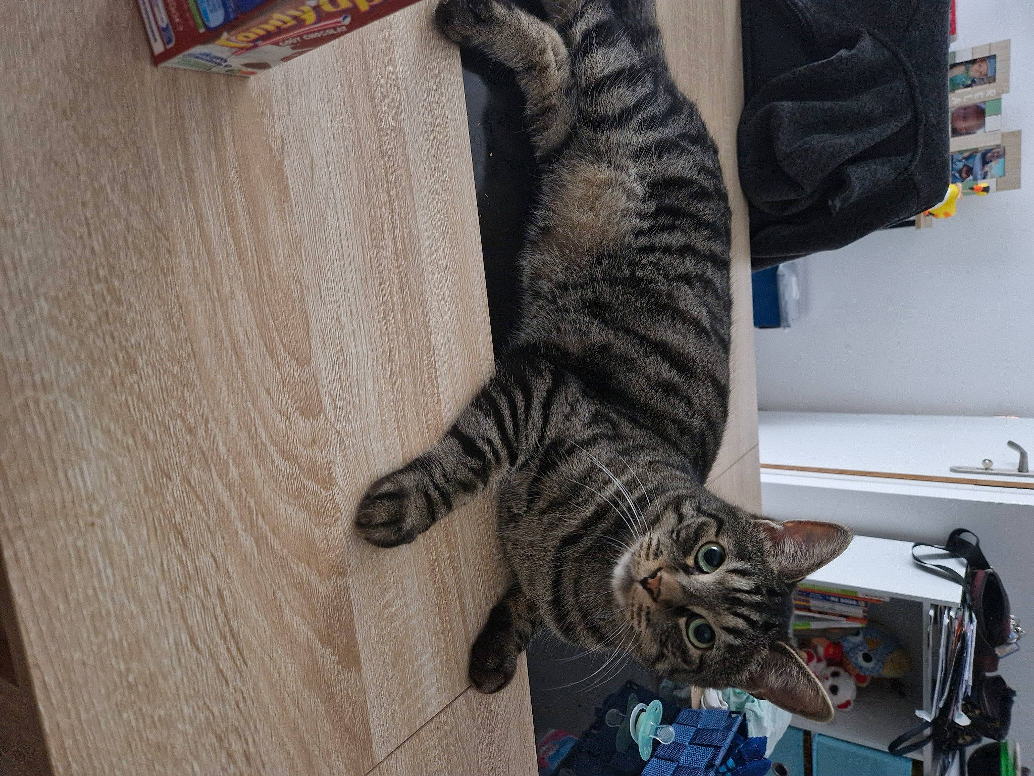 Diesel participe au concours pour gagner de l'argent avec cette photo : carnivore, cat, claw, domestic_short_haired_cat, felidae, flooring, fur, hardwood, military_camouflage, pattern, paw, small_to_medium_sized_cats, snout, tail, whiskers, wood