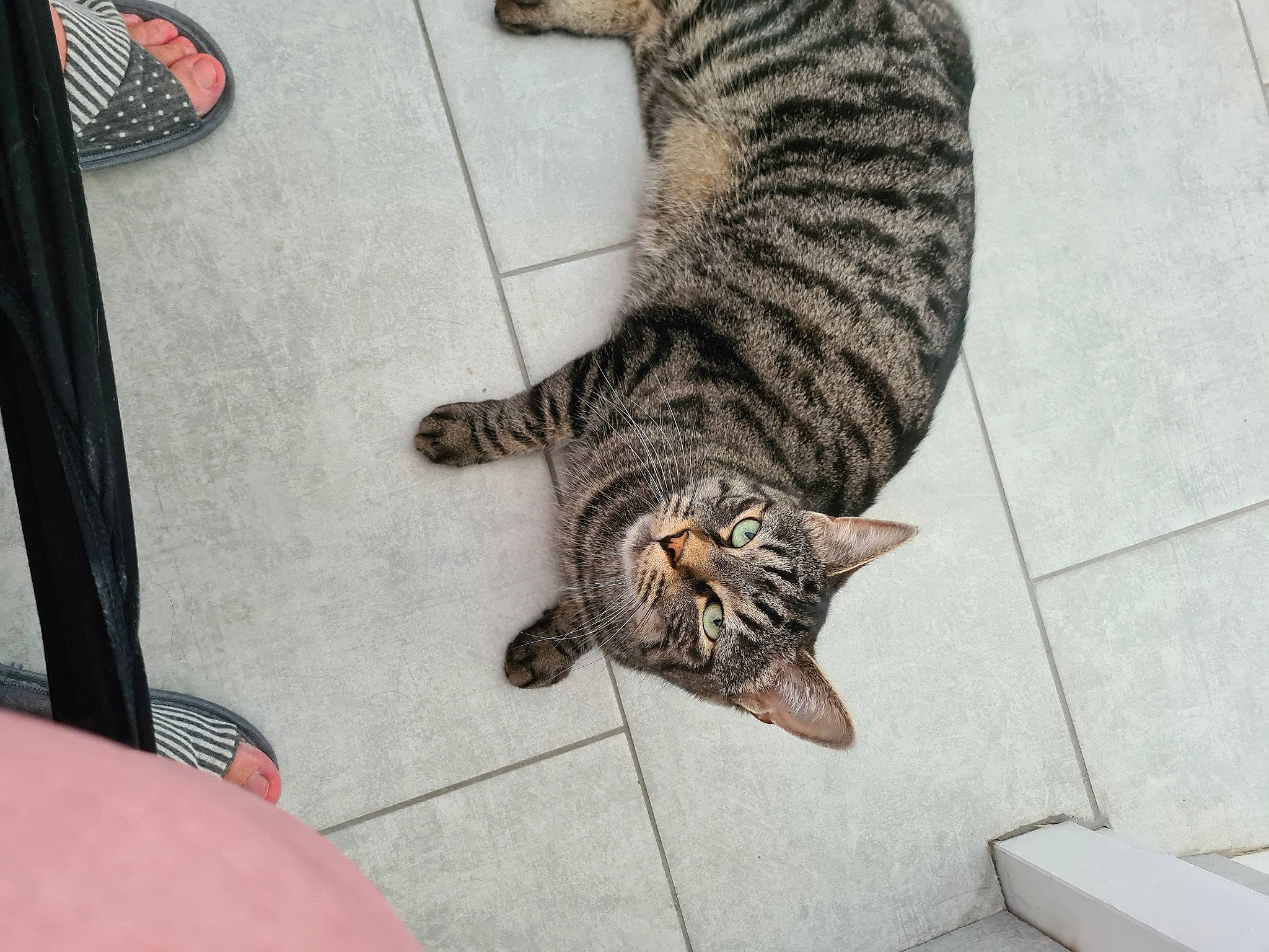 Diesel a rejoint le concours — aidez-le/la à gagner de superbes lots ! carnivore, cat, claw, comfort, domestic_short_haired_cat, felidae, flooring, foot, fur, human_leg, metal, pattern, paw, sitting, small_to_medium_sized_cats, snout, tail, terrestrial_animal, whiskers