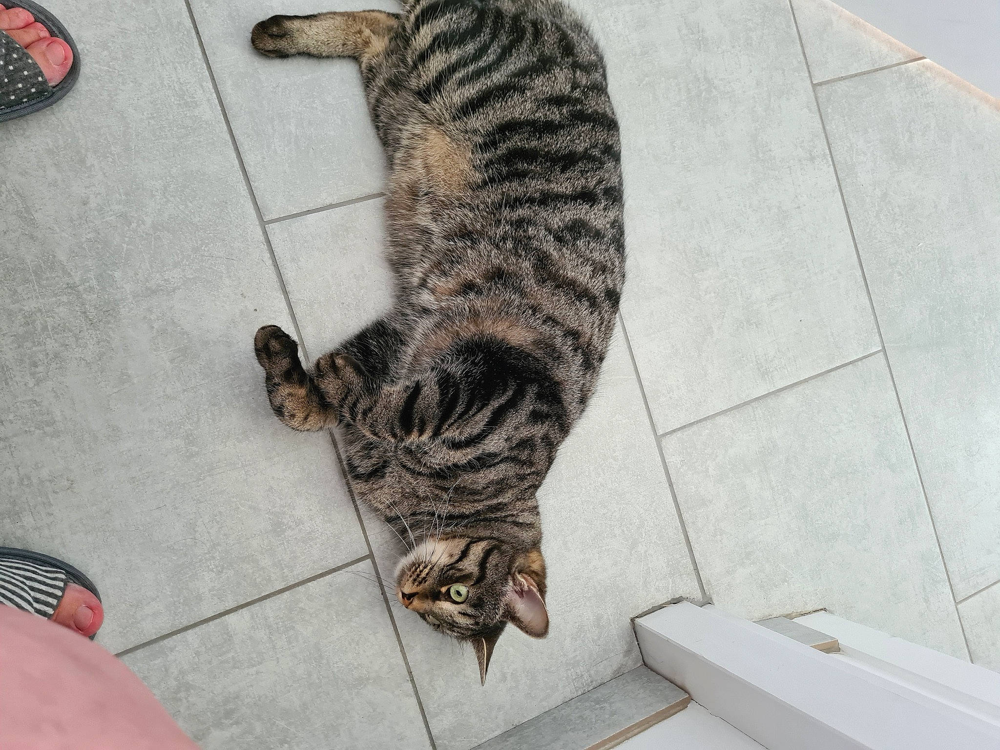 Diesel participe au concours pour gagner de l'argent avec cette photo : big_cats, canidae, carnivore, cat, claw, domestic_short_haired_cat, felidae, floor, flooring, foot, fur, human_leg, paw, small_to_medium_sized_cats, snout, sporting_group, tail, terrestrial_animal, whiskers, wood