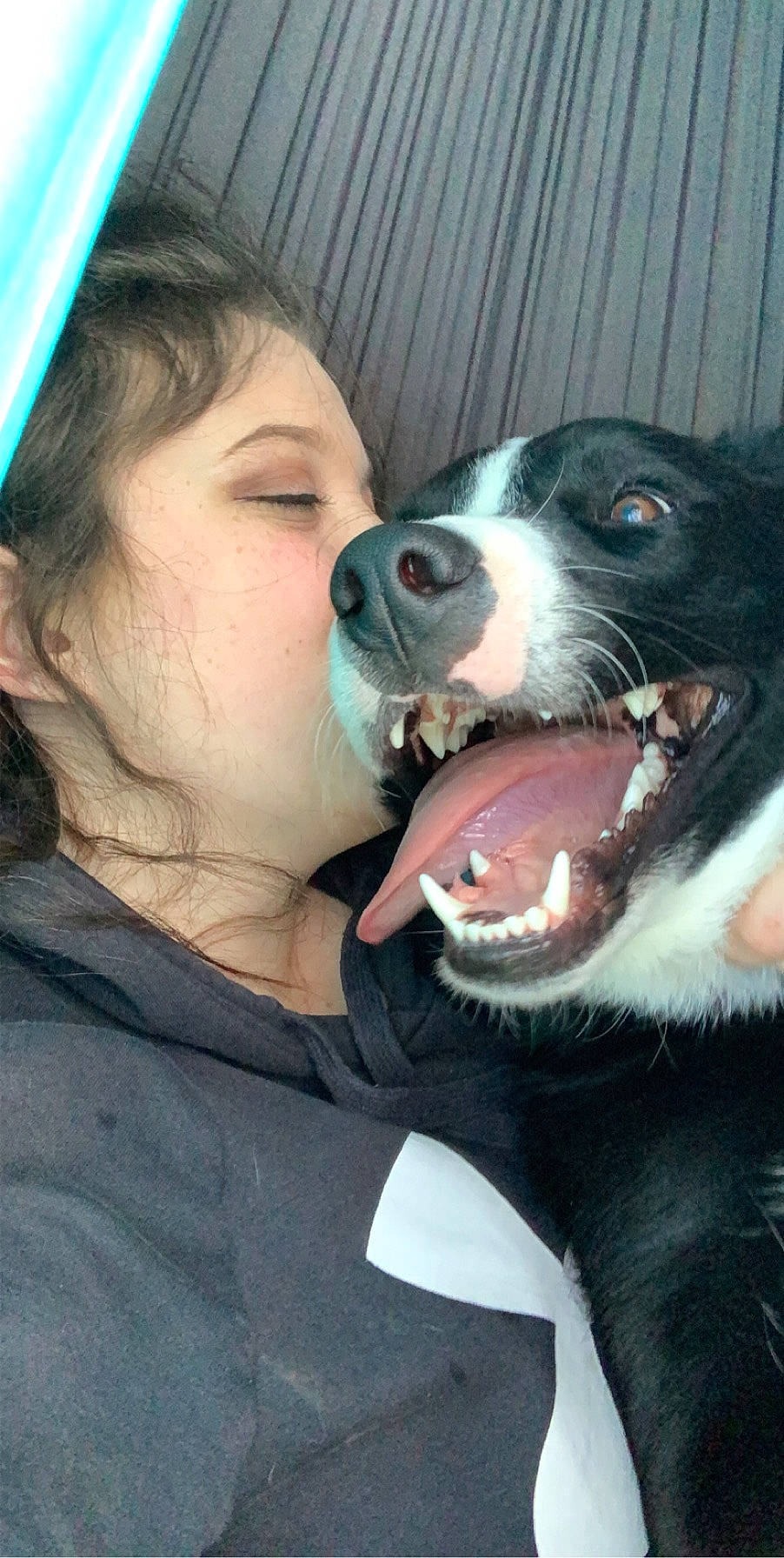 Harley joined the competition — help win amazing prizes! border_collie, canidae, carnivore, companion_dog, dog, dog_breed, jaw, mammal, mcnab, nose, puppy_love, snout