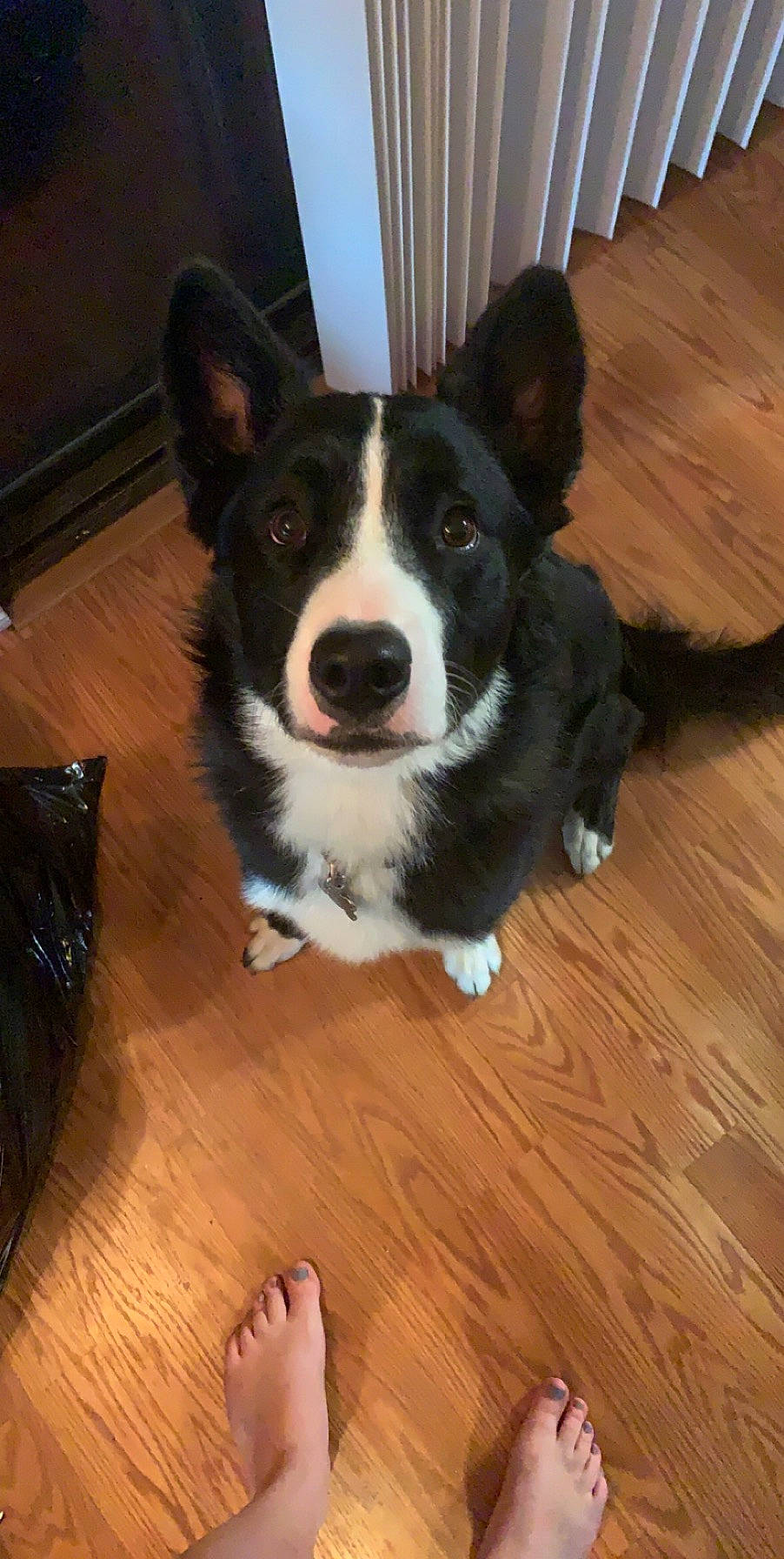 Harley is registered to the contest to win money with this photo: australian_collie, border_collie, canidae, cardigan_welsh_corgi, carnivore, dog, dog_breed, herding_dog, karelian_bear_dog, laika, mammal, mcnab, pembroke_welsh_corgi, russo_european_laika, snout, sporting_group, vertebrate, welsh_corgi