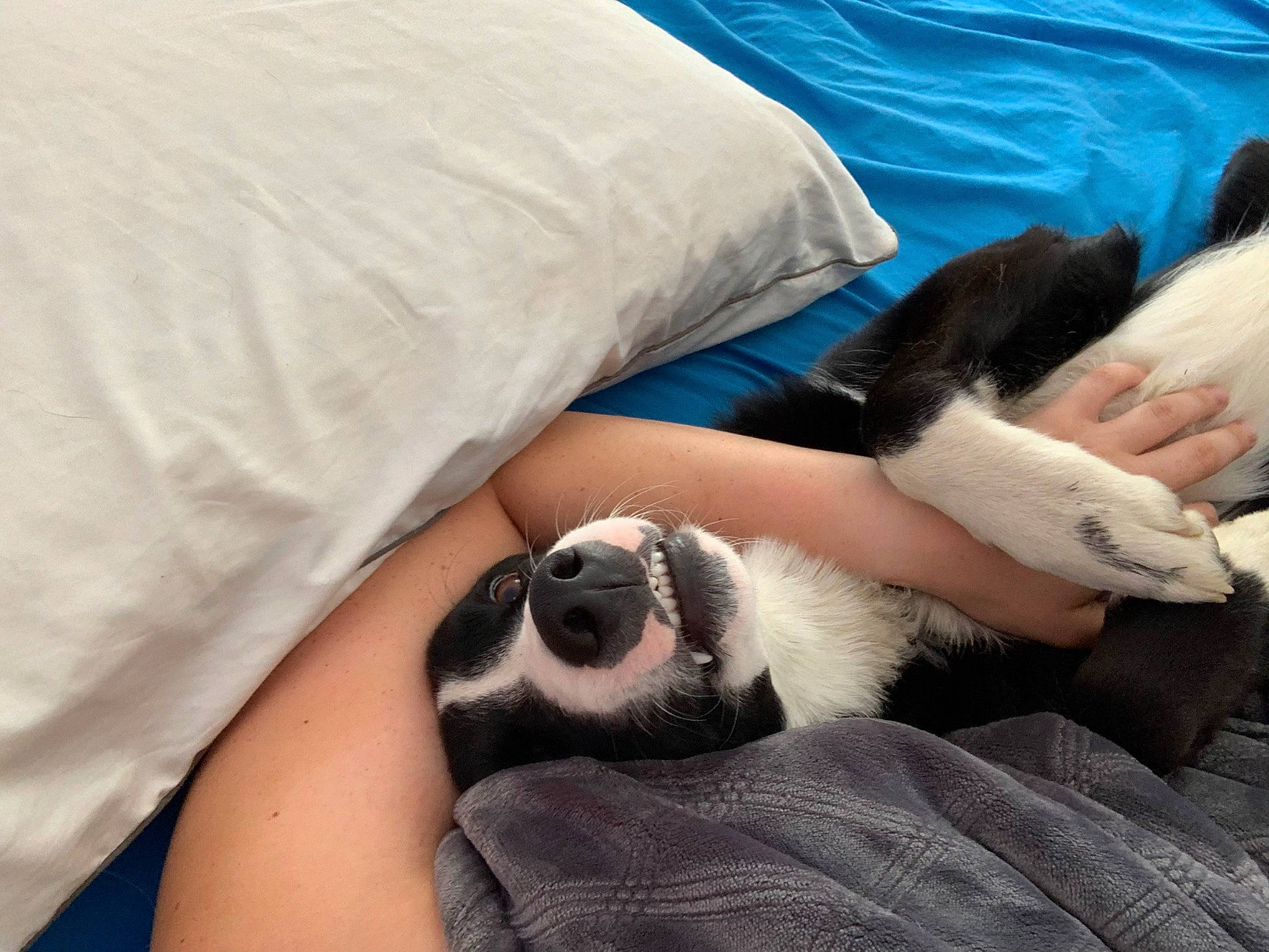 Harley is registered to the contest to win money with this photo: boston_terrier, canidae, carnivore, companion_dog, dog_breed, ear, fur, leg, nap, nose, paw, puppy, sleep, snout