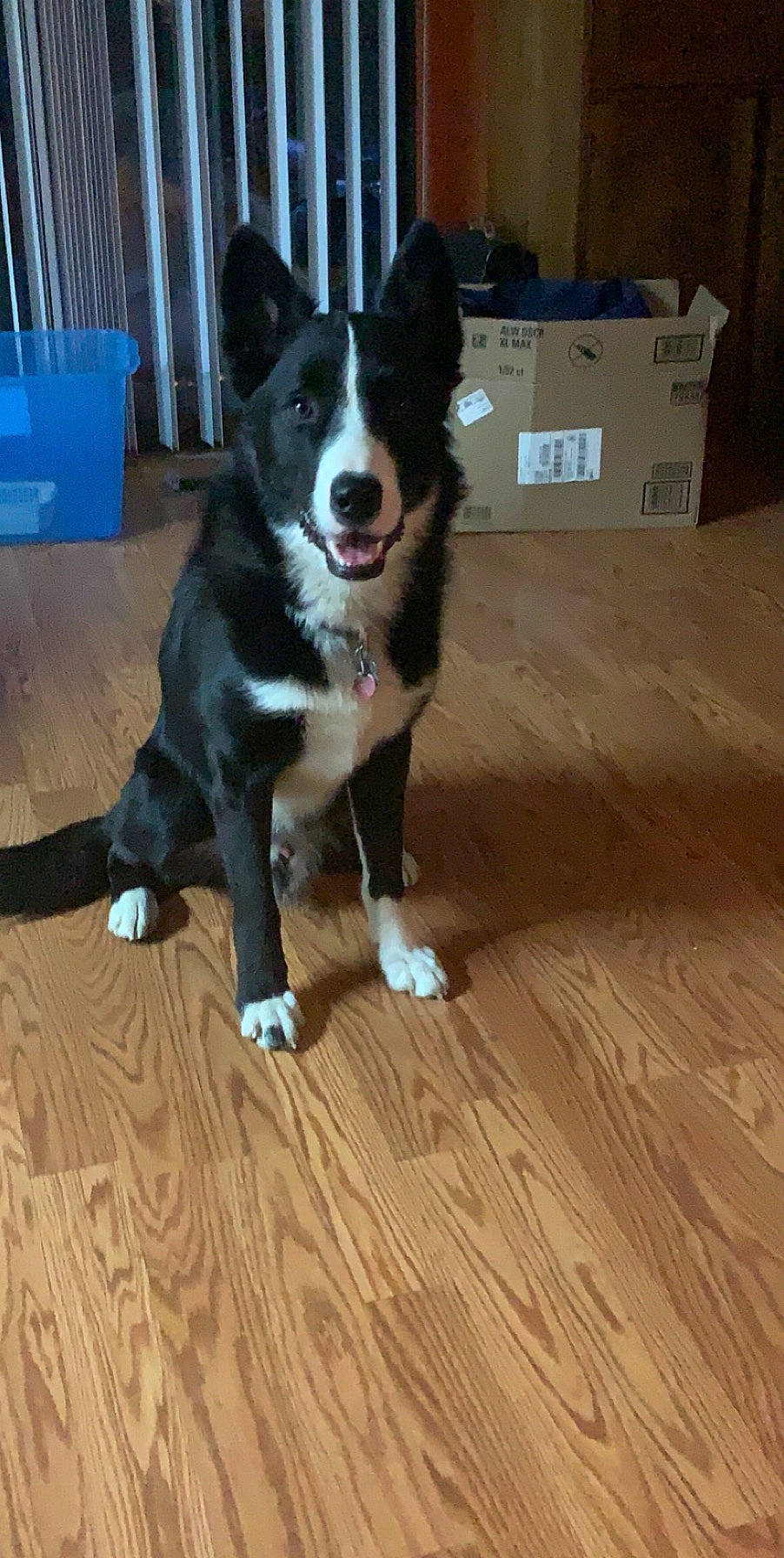 Harley joined the competition — help win amazing prizes! borador, border_collie, canidae, carnivore, companion_dog, dog, dog_breed, floor, flooring, herding_dog, karelian_bear_dog, laika, mammal, mcnab, russo_european_laika, snout, sporting_group, tail, vertebrate