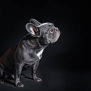 Zouguy participe au concours pour gagner de l'argent avec cette photo : dog, french_bulldog, pet, animal, portrait, studio, black_background, sitting, side_view, ears, fur, canine, alert, looking_up, domestic_animal, mammal, companion, cute, studio_lighting, isolated
