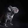 dog, french_bulldog, pet, animal, portrait, studio, black_background, sitting, side_view, ears, fur, canine, alert, looking_up, domestic_animal, mammal, companion, cute, studio_lighting, isolated