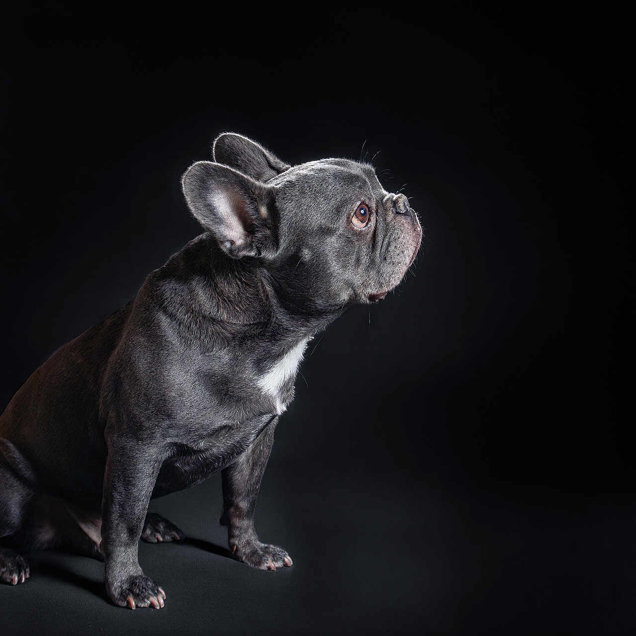 Zouguy participe au concours pour gagner de l'argent avec cette photo : dog, french_bulldog, pet, animal, portrait, studio, black_background, sitting, side_view, ears, fur, canine, alert, looking_up, domestic_animal, mammal, companion, cute, studio_lighting, isolated