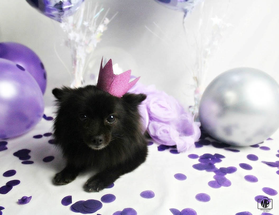 Lady is registered to the contest to win money with this photo: ball, balloon, canidae, carnivore, companion_dog, dog, dog_breed, fur, german_spitz, german_spitz_klein, lavender, non_sporting_group, party_supply, pink, purple, silver, sphere, spitz, violet, working_animal
