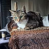 cat, tabby_cat, green_eyes, pet, feline, blanket, cozy, indoor, fur, animal, resting, cat_tree, soft_lighting, home, cute, whiskers, ears, relaxed, texture, comfort
