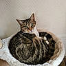 animal, bed, cat, comfortable, cozy, curled_up, cute, domestic, feline, fluffy, fur, green_eyes, indoor, looking, pet, relaxed, resting, soft, tabby, whiskers
