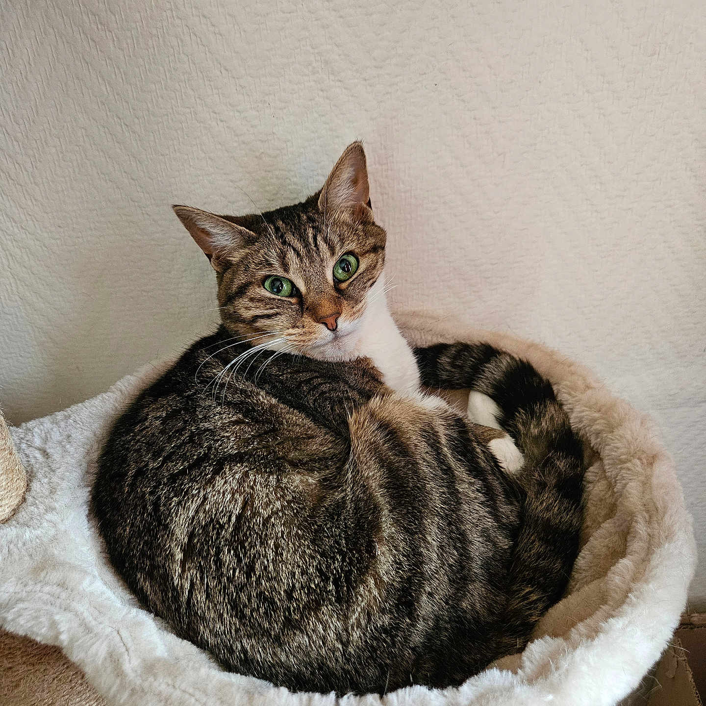 Malvrik a rejoint le concours — aidez-le/la à gagner de superbes lots ! cat, tabby, green_eyes, pet, feline, fur, whiskers, curled_up, bed, fluffy, cozy, indoor, resting, cute, animal, domestic, looking, relaxed, soft, comfortable