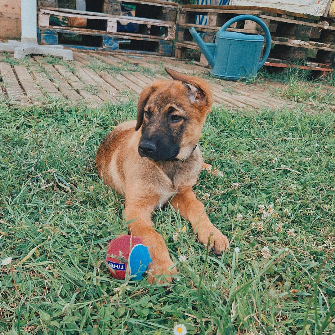 Volt participe au concours pour gagner de l'argent avec cette photo : animal, architecture, backyard, building, canine, dog, grass, jar, nature, outdoors, pet, plant, planter, pottedplant, pottery, puppy, shelter, vase, wood, yard