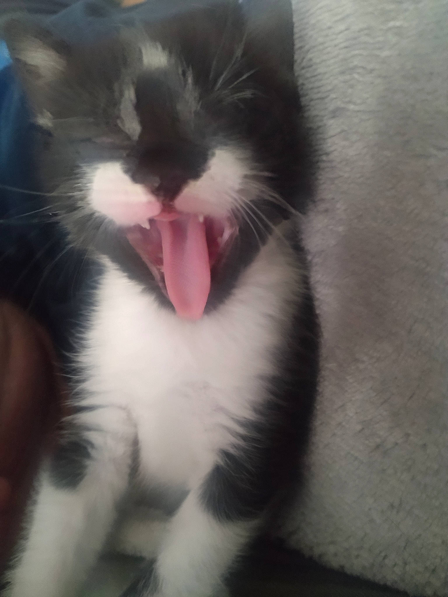 Scunky is registered to the contest to win money with this photo: carnivore, cat, claw, domestic_short_haired_cat, fang, felidae, foot, fur, paw, photo_caption, small_to_medium_sized_cats, snout, tail, terrestrial_animal, whiskers, window, yawn