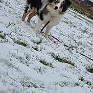 Aïky a rejoint le concours — aidez-le/la à gagner de superbes lots ! animal, canine, cloudy_sky, cold, curious, dog, domestic_animal, field, fur, grass, house, landscape, leash, nature, outdoor, pet, playful, snow, tree, winter