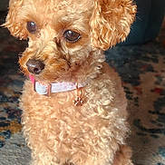 Sophie is registered to the contest to win money with this photo: dog, puppy, curly_fur, small_dog, apricot_coat, sitting, portrait, pet, collar, pink_collar, pet_tag, paw_tag, brown_eyes, floppy_ears, carpet, indoor, home, cute, alert, animal