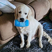 Cosmo is registered to the contest to win money with this photo: dog, puppy, golden_retriever, plush_toy, rug, couch, pillows, indoor, carpet, pet, animal, cute, sitting, fur, living_room, can_shaped_toy, brown, white, fluffy, playful