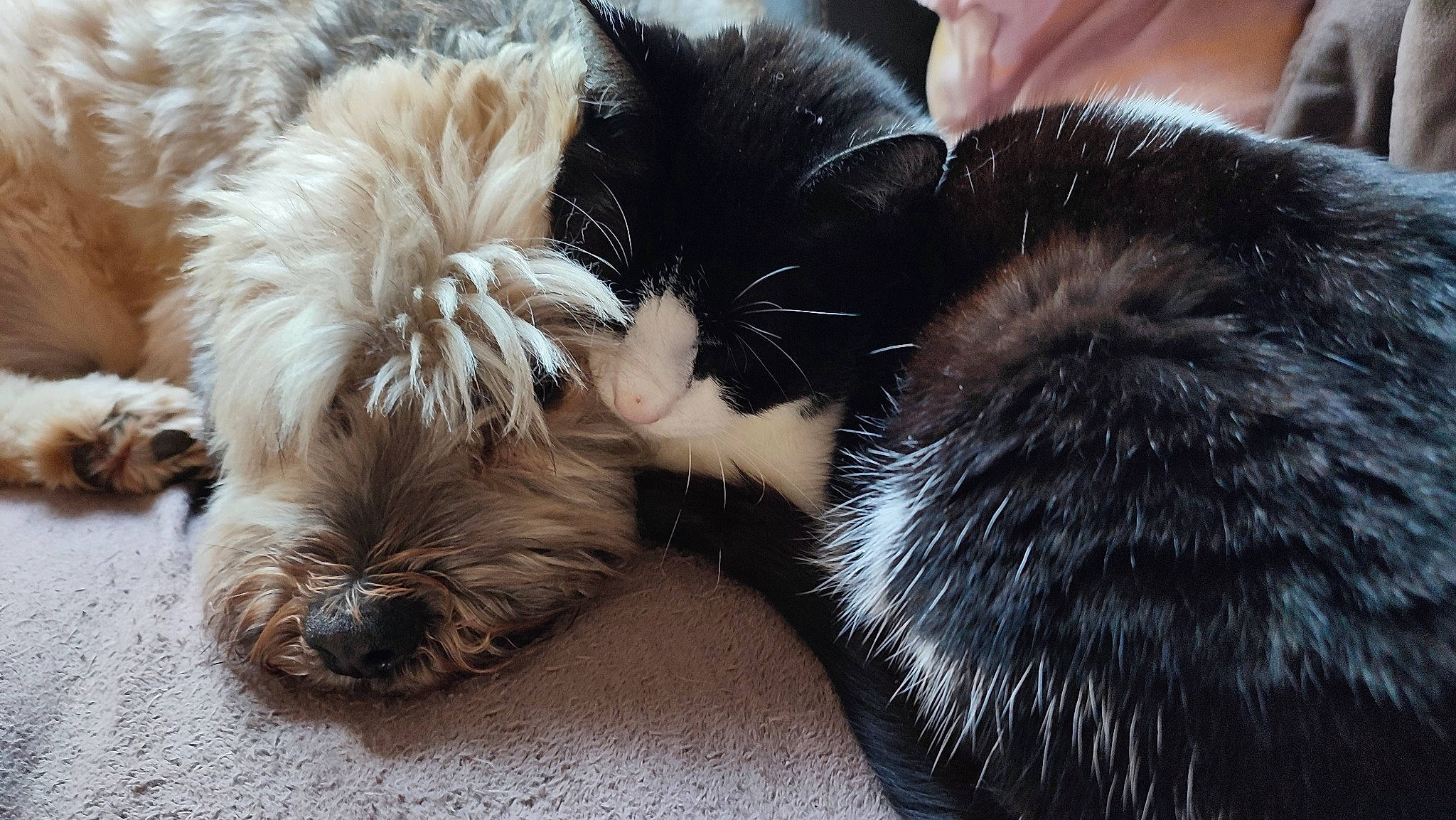 Mamoune participe au concours pour gagner de l'argent avec cette photo : canidae, carnivore, cat, claw, comfort, companion_dog, dog_breed, ear, felidae, foot, fur, nap, paw, sleep, small_to_medium_sized_cats, snout, sporting_group, tail, whiskers, working_animal