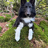 Vip a rejoint le concours — aidez-le/la à gagner de superbes lots ! dog, black_and_white, moss, forest, nature, outdoor, animal, pet, canine, fur, tree, greenery, leaves, rocks, wildlife, cute, alert, portrait, hiking, adventure
