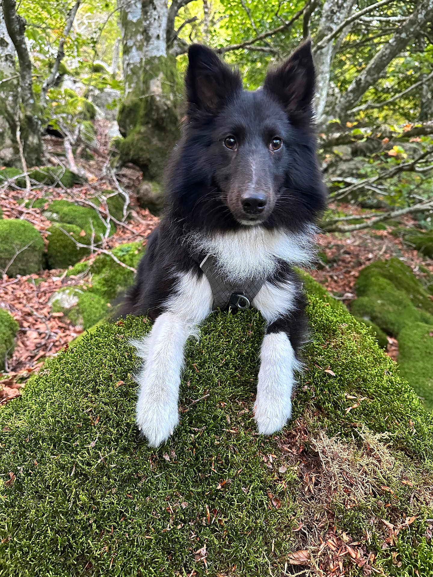 Vip a rejoint le concours — aidez-le/la à gagner de superbes lots ! dog, black_and_white, moss, forest, nature, outdoor, animal, pet, canine, fur, tree, greenery, leaves, rocks, wildlife, cute, alert, portrait, hiking, adventure