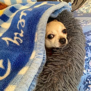 Chipie participe au concours pour gagner de l'argent avec cette photo : dog, blanket, bed, cozy, chihuahua, pet, fur, indoor, resting, cute, animal, snuggled, blue, gray, texture, comfort, small_dog, eyes, face, nose