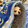 dog, blanket, bed, cozy, chihuahua, pet, fur, indoor, resting, cute, animal, snuggled, blue, gray, texture, comfort, small_dog, eyes, face, nose