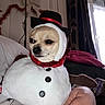 Chipie a rejoint le concours — aidez-le/la à gagner de superbes lots ! dog, costume, snowman, hat, indoor, pet, animal, cute, small_dog, hand, person, furniture, curtain, window, lighting, holiday, decoration, fabric, buttons, face