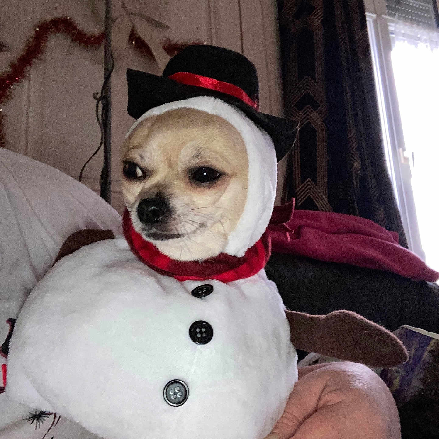 Chipie