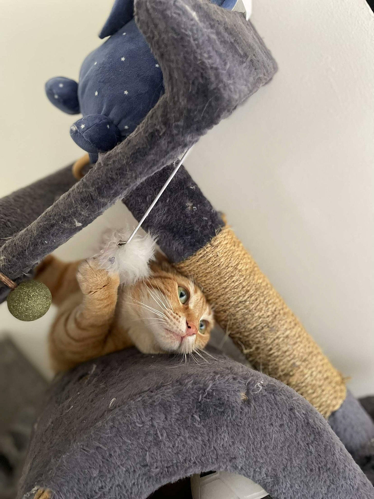 Ruby participe au concours pour gagner de l'argent avec cette photo : carnivore, cat, fawn, felidae, foot, fur, gesture, glove, grey, hat, human_leg, small_to_medium_sized_cats, stuffed_toy, tail, textile, toy, tree, twig, whiskers, wood