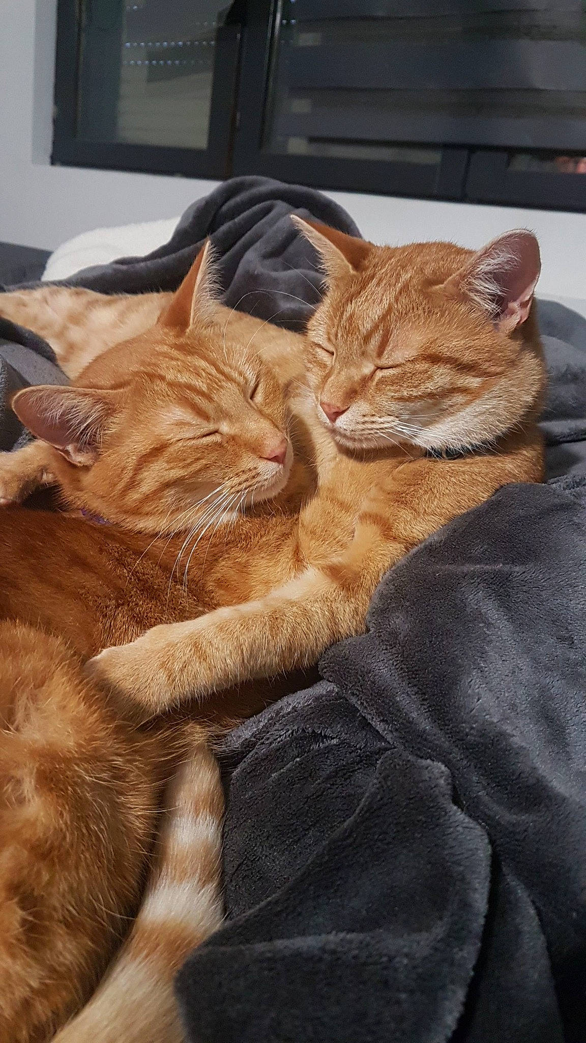 Ruby a rejoint le concours — aidez-le/la à gagner de superbes lots ! brown, carnivore, cat, claw, comfort, domestic_short_haired_cat, fawn, felidae, fur, gesture, nap, paw, sleep, small_to_medium_sized_cats, snout, tail, terrestrial_animal, whiskers, wildlife, wood