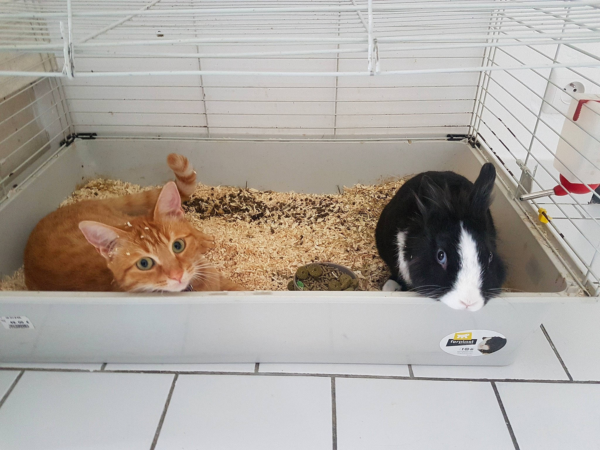 Carla a rejoint le concours — aidez-le/la à gagner de superbes lots ! animal_feed, animal_shelter, carnivore, cat, fawn, felidae, floor, flooring, fur, mammal, pet_supply, rabbit, room, small_to_medium_sized_cats, snout, tail, terrestrial_animal, vertebrate, whiskers, wood