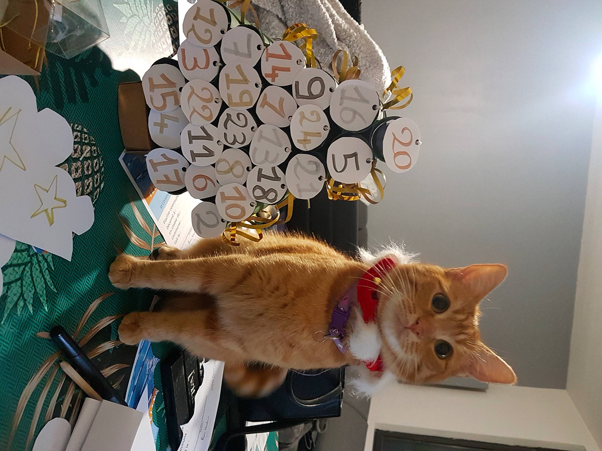 Carla participe au concours pour gagner de l'argent avec cette photo : carnivore, cat, christmas, christmas_ornament, circle, domestic_short_haired_cat, fashion_accessory, fawn, felidae, fur, jewellery, ornament, pattern, room, small_to_medium_sized_cats, tail, whiskers, wood