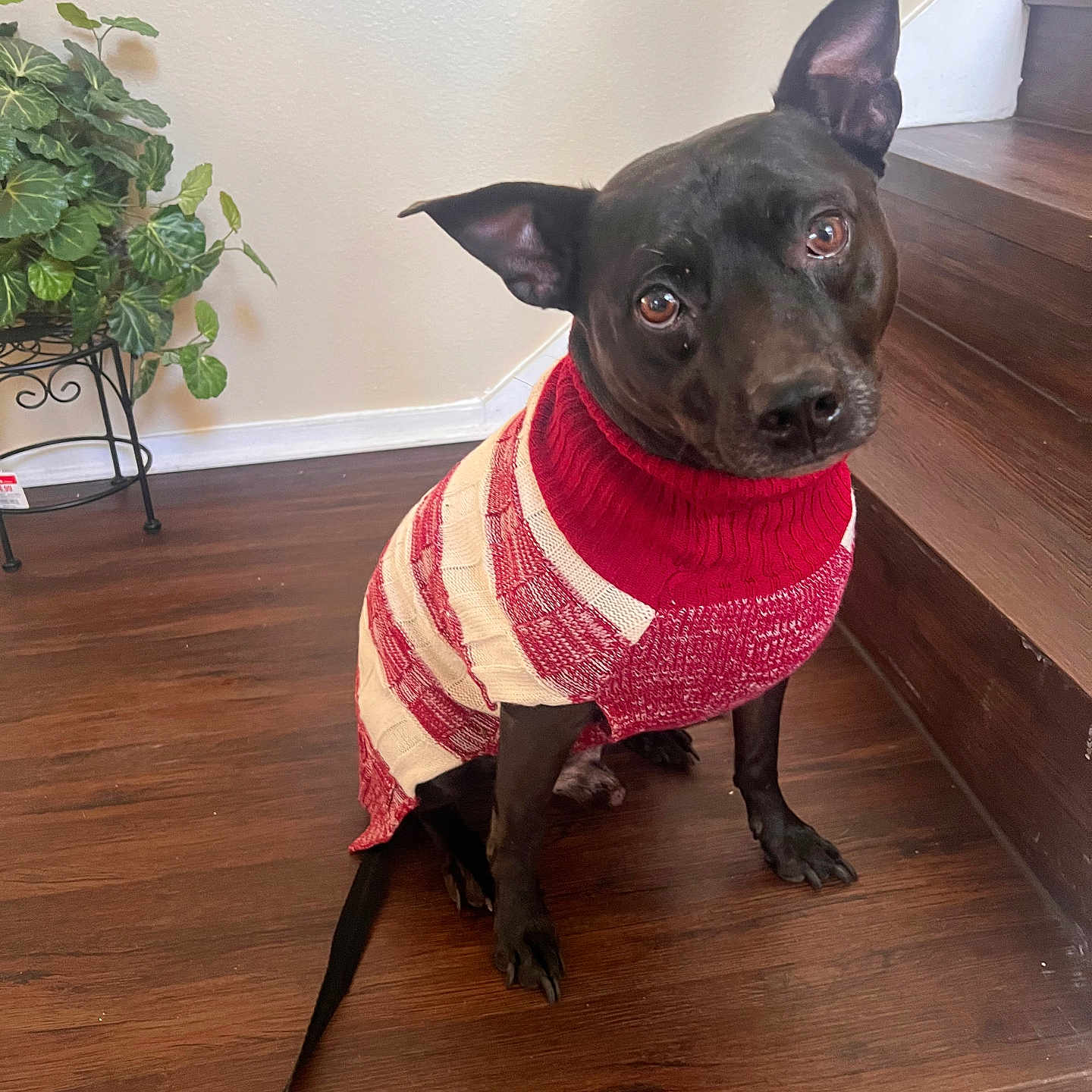 Cheeko joined the competition — help win amazing prizes! animal, black_dog, companion, cozy, cute, dog, domestic, head_tilt, indoor, leafy_plant, leash, looking_up, pet, plant, portrait, sitting, stairs, sweater, wall, wooden_floor