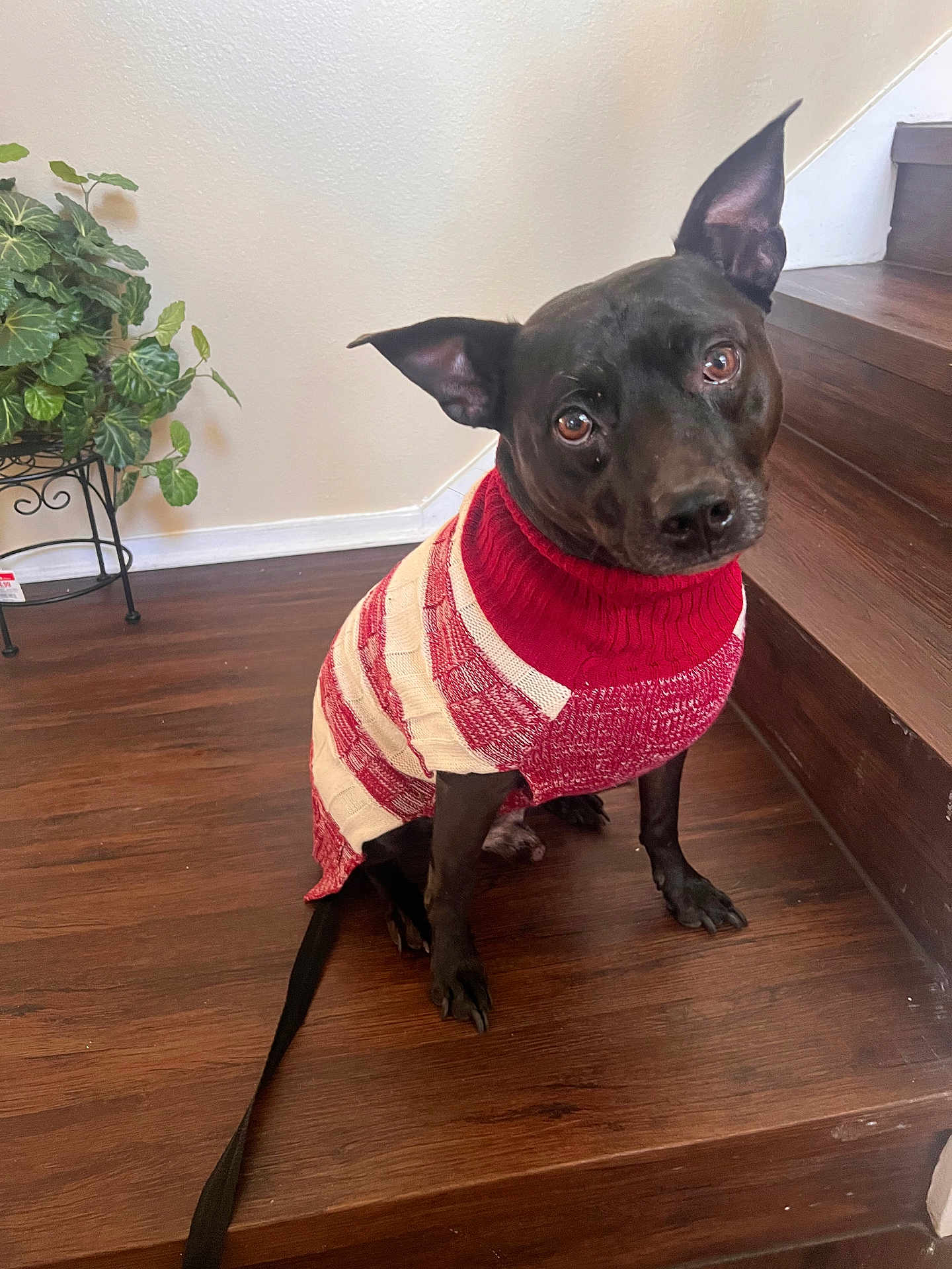 Cheeko joined the competition — help win amazing prizes! dog, pet, sweater, stairs, wooden_floor, indoor, plant, leafy_plant, black_dog, cute, cozy, animal, looking_up, sitting, leash, wall, head_tilt, domestic, companion, portrait