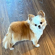 Sonny is registered to the contest to win money with this photo: dog, small_dog, fluffy, brown_and_white, pet, indoor, wooden_floor, standing, cute, animal, ears, tail, fur, looking_up, domestic_animal, companion, friendly, adorable, canine, house_pet