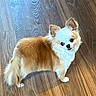 dog, small_dog, fluffy, brown_and_white, pet, indoor, wooden_floor, standing, cute, animal, ears, tail, fur, looking_up, domestic_animal, companion, friendly, adorable, canine, house_pet