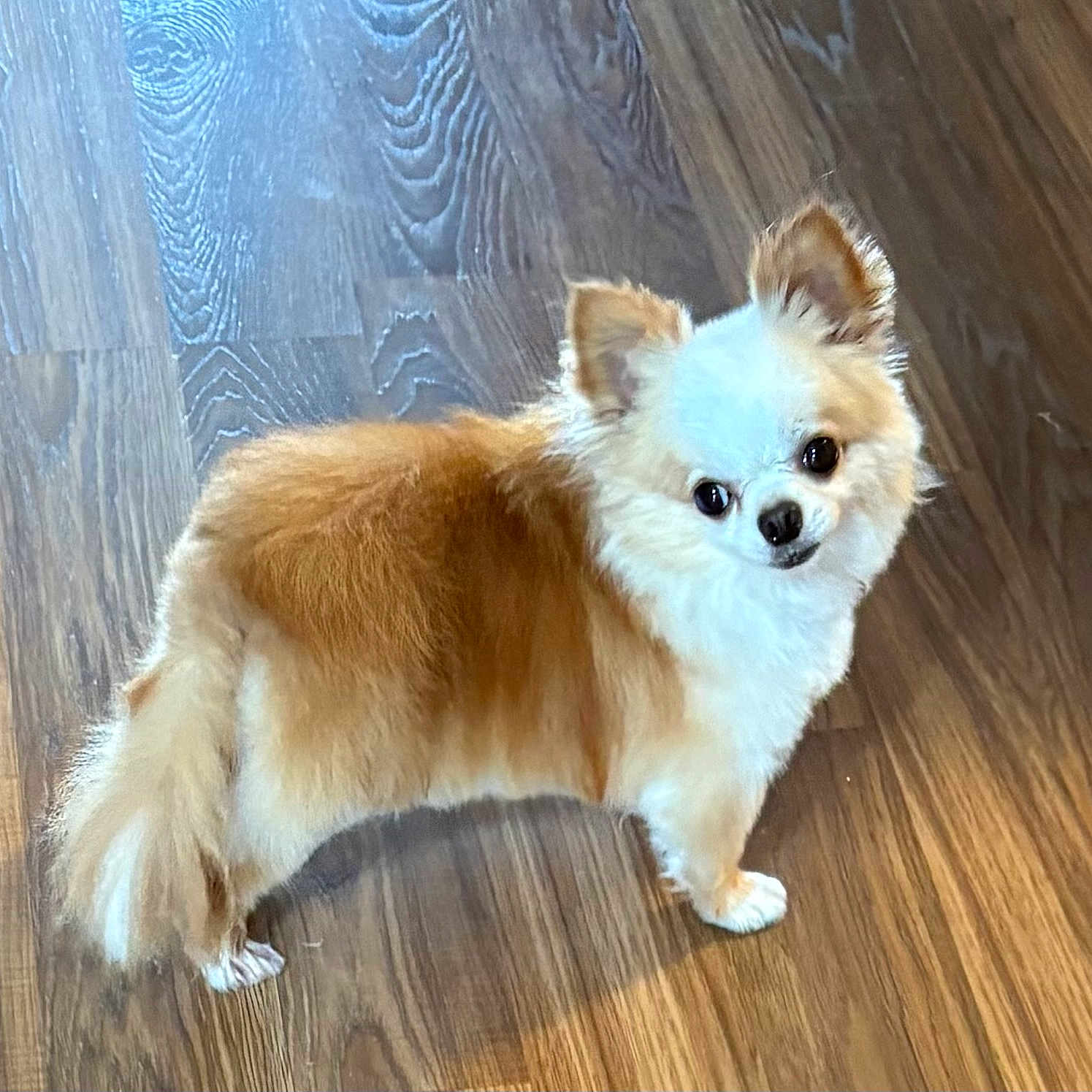 Sonny is registered to the contest to win money with this photo: dog, small_dog, fluffy, brown_and_white, pet, indoor, wooden_floor, standing, cute, animal, ears, tail, fur, looking_up, domestic_animal, companion, friendly, adorable, canine, house_pet