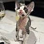 big_eyes, blurred_background, bottle, cat, curious, cute, domestic_cat, hairless_cat, indoor, kitten, marble_table, paws, pet, pink_nose, playful, portrait, shallow_depth_of_field, table, whisker_spot, wine_glass
