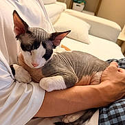 Dobby is registered to the contest to win money with this photo: arm, cat, close_up, couch, cozy, furniture, hairless_cat, holding, indoor, living_room, paws, person, pet, pillow, portrait, relaxed, sitting, sphynx_cat, tail, white_shirt