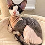 Dobby is registered to the contest to win money with this photo: big_ears, blanket, cat, close_up, cozy_bed, curled, feline, hairless, indoor, large_eyes, paws, pet, pink_nose, plush_bed, portrait, relaxed, sphynx_cat, tail, window_blinds, wrinkled_skin