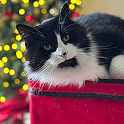 Kiki is registered to the contest to win money with this photo: cat, black_and_white, fluffy, close_up, indoor, red_surface, christmas_tree, bokeh_lights, holiday, pet, whiskers, curious, feline, relaxed, cute, animal, background_blur, soft_light, domestic_cat, portrait