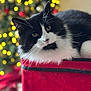cat, black_and_white, fluffy, close_up, indoor, red_surface, christmas_tree, bokeh_lights, holiday, pet, whiskers, curious, feline, relaxed, cute, animal, background_blur, soft_light, domestic_cat, portrait