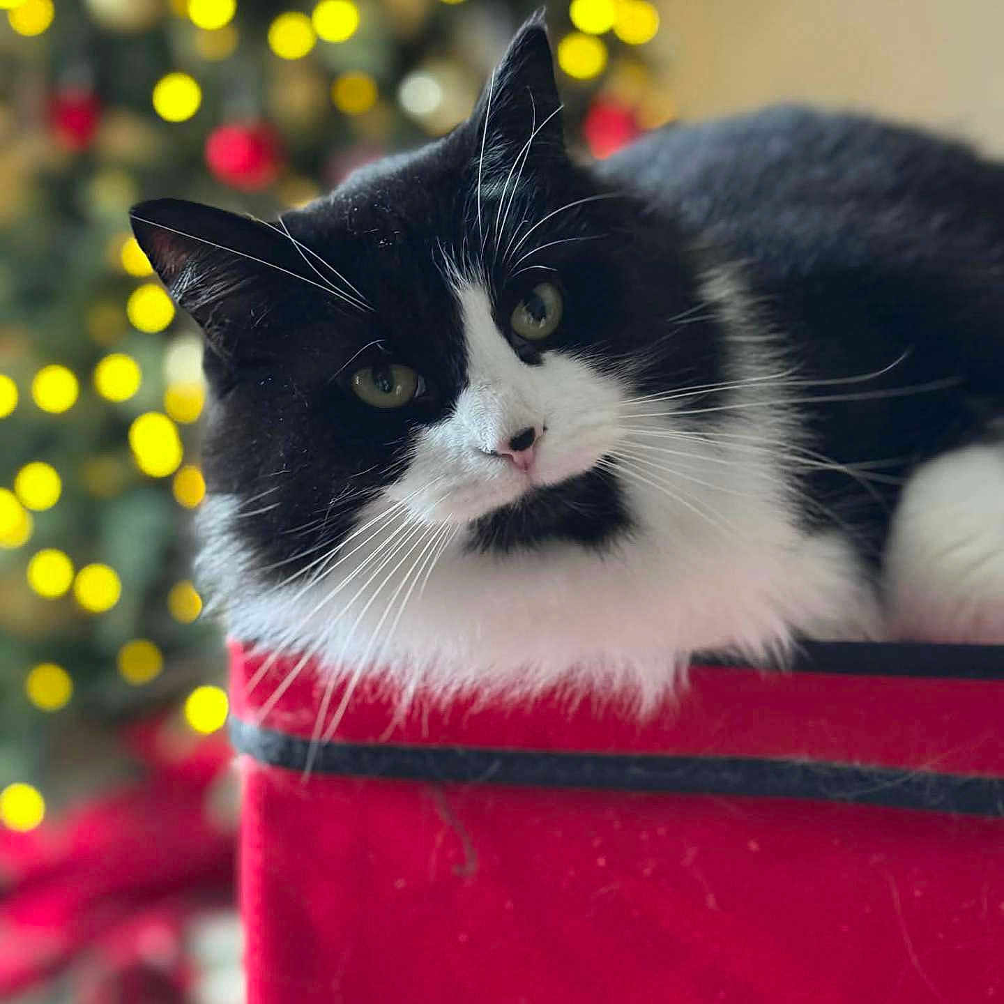 Kiki is registered to the contest to win money with this photo: animal, background_blur, black_and_white, bokeh_lights, cat, christmas_tree, close_up, curious, cute, domestic_cat, feline, fluffy, holiday, indoor, pet, portrait, red_surface, relaxed, soft_light, whiskers