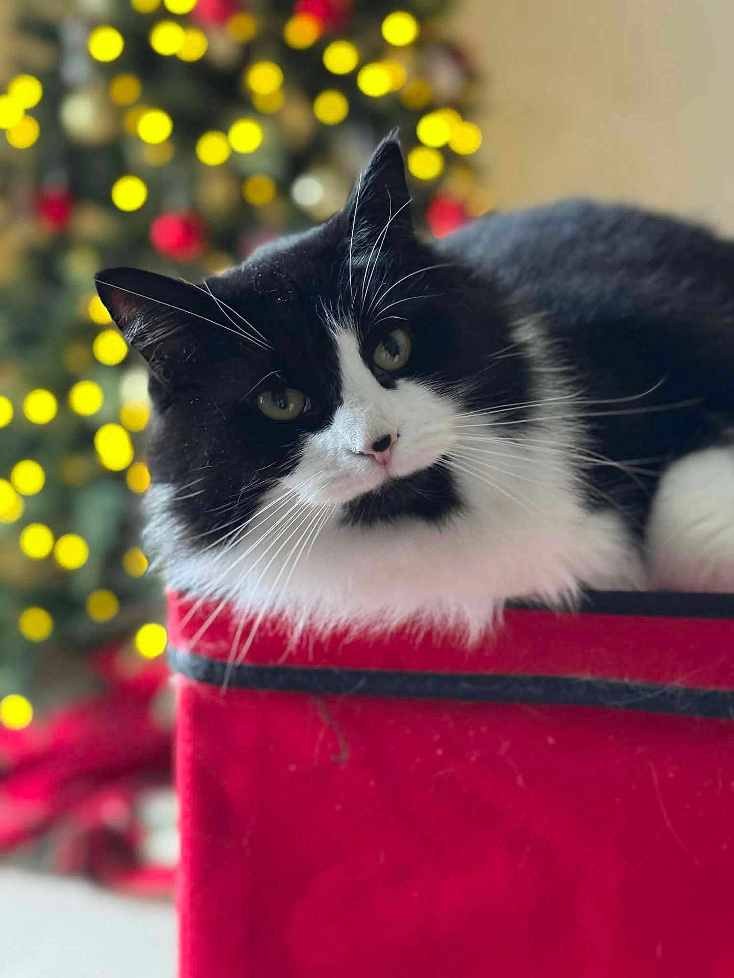Kiki is registered to the contest to win money with this photo: cat, black_and_white, fluffy, close_up, indoor, red_surface, christmas_tree, bokeh_lights, holiday, pet, whiskers, curious, feline, relaxed, cute, animal, background_blur, soft_light, domestic_cat, portrait