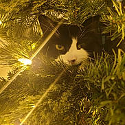 Kiki is registered to the contest to win money with this photo: animal, black_and_white, cat, christmas_tree, closeup, cozy, curious, decor, eyes, face, festive, fur, greenery, holiday_lights, indoor, nature, pet, pine_needles, warm_lighting, whiskers
