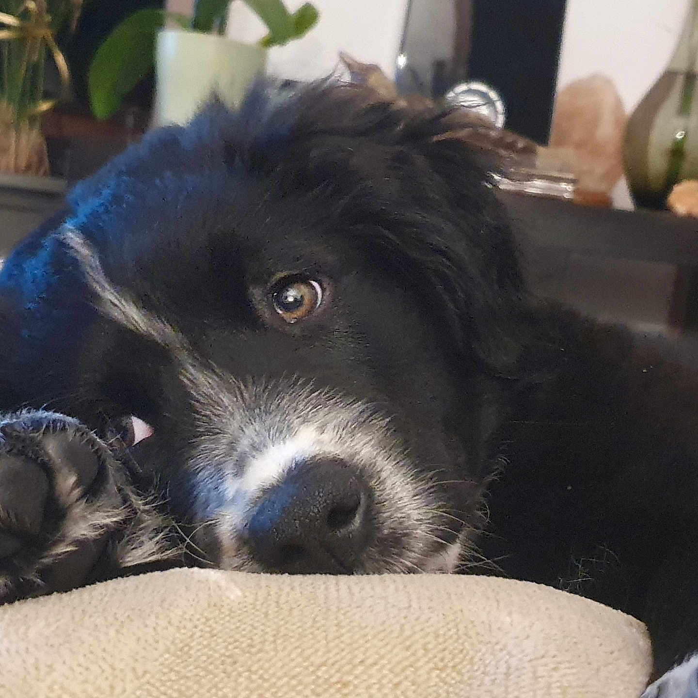 Tao participe au concours pour gagner de l'argent avec cette photo : animal, architecture, ball, building, canine, couch, cutlery, dog, furniture, indoors, livingroom, pet, plant, pottedplant, puppy, room, spoon, sport, tennis, tennisball
