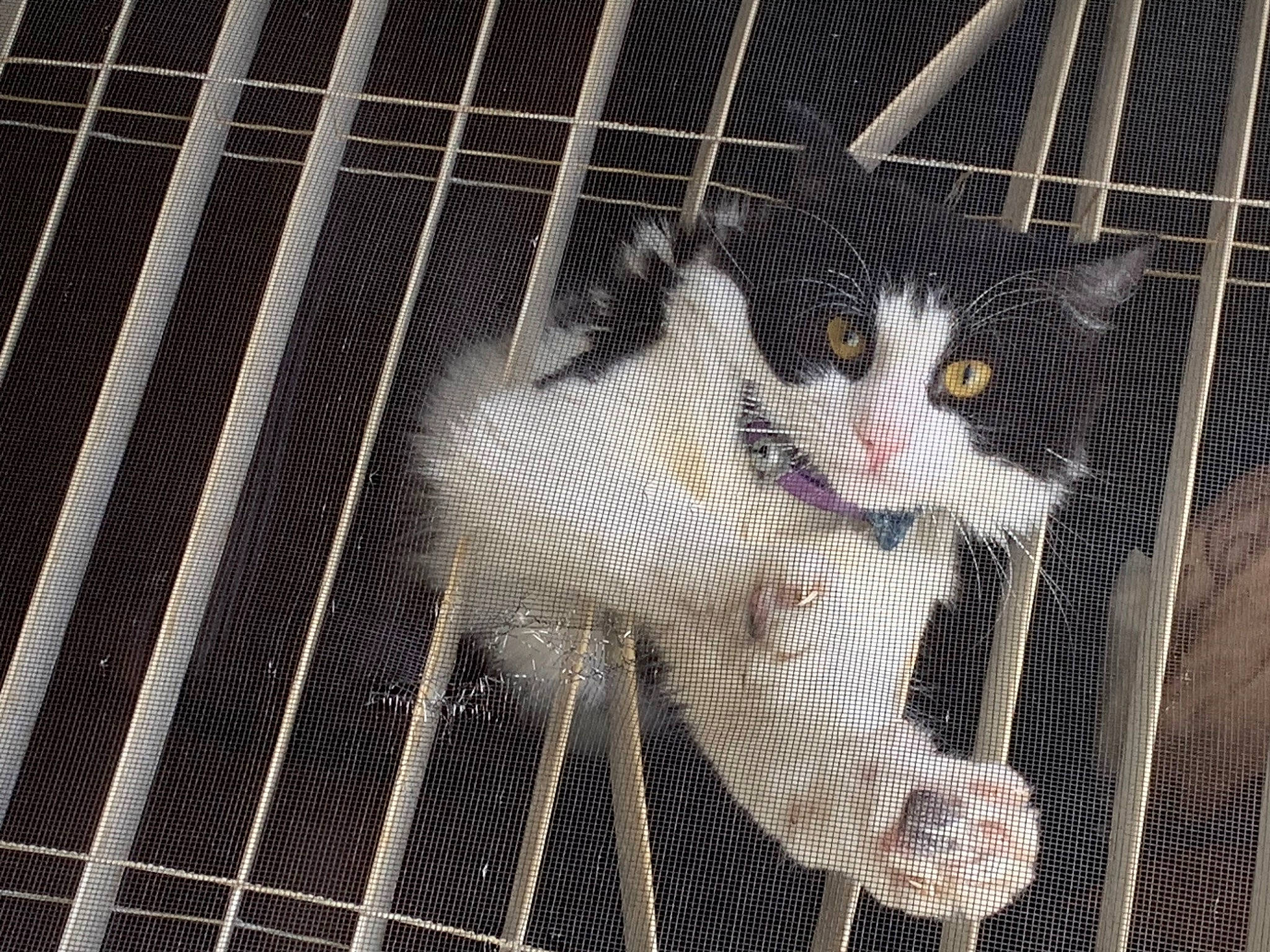 Benson joined the competition — help win amazing prizes! animal_shelter, cage, canidae, carnivore, cat, domestic_short_haired_cat, fawn, felidae, fur, kennel, mesh, net, pattern, pet_supply, photo_caption, service, small_to_medium_sized_cats, snout, tail, whiskers