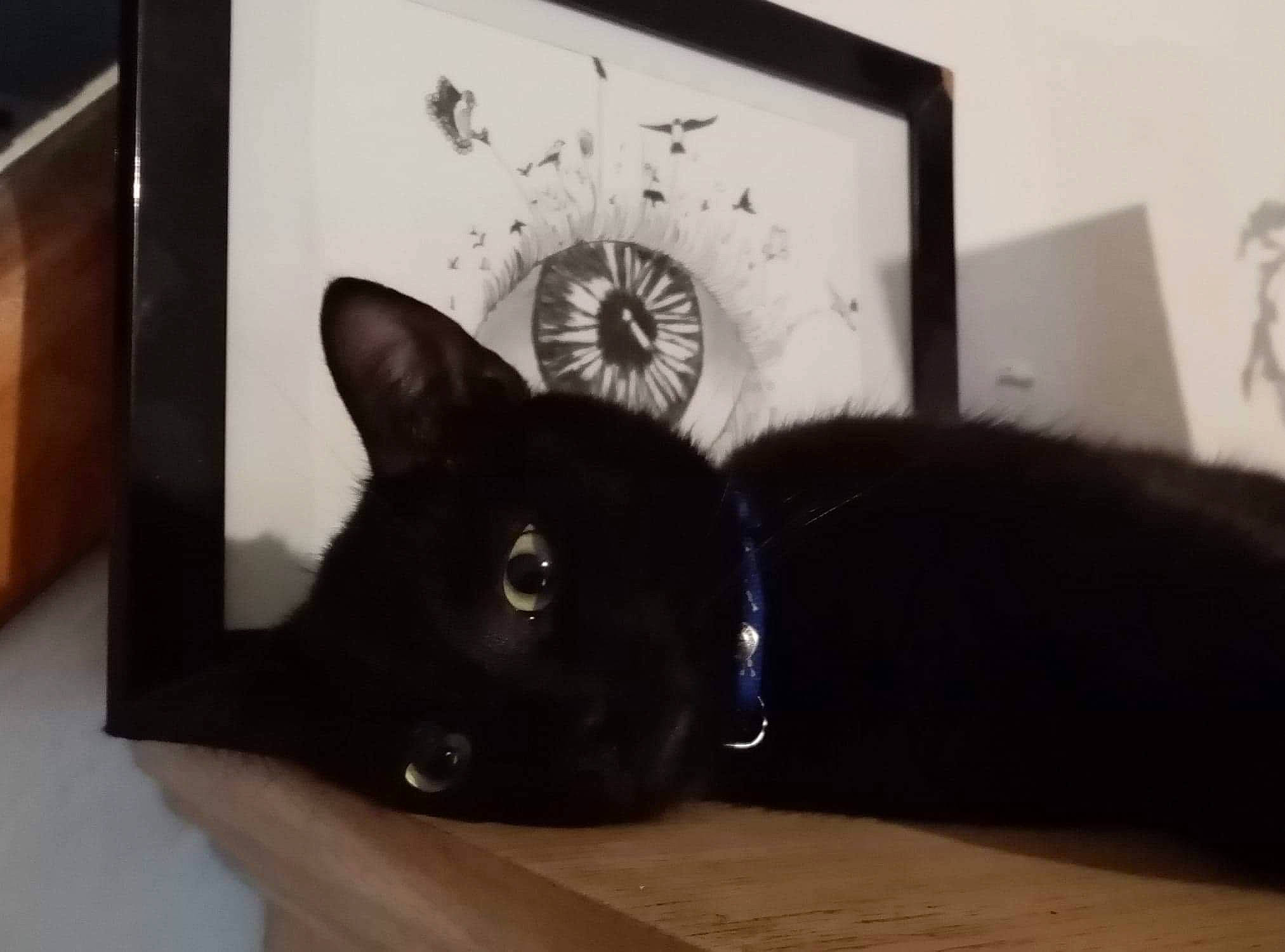 Coco Chanelle a rejoint le concours — aidez-le/la à gagner de superbes lots ! black, black_cat, bombay, carnivore, cat, felidae, fur, iris, picture_frame, small_to_medium_sized_cats, snout, terrestrial_animal, vertebrate, whiskers