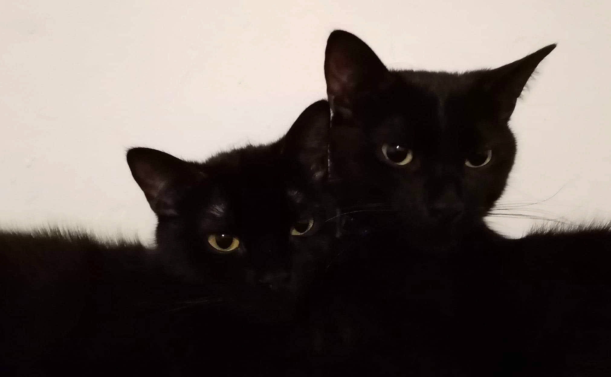 Coco Chanelle participe au concours pour gagner de l'argent avec cette photo : black, black_and_white, black_cat, bombay, carnivore, cat, domestic_short_haired_cat, felidae, fur, iris, mammal, monochrome_photography, organism, small_to_medium_sized_cats, snout, terrestrial_animal, vertebrate, whiskers